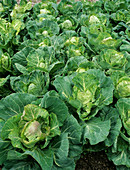 Cabbage (Brassica 'Golden Acre Primo II')