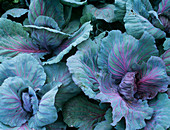 Cabbage (Brassica 'Red Flare')