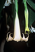 Angel's trumpet (Brugmansia aurea)