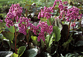 Bergenia cordilflora purpurea