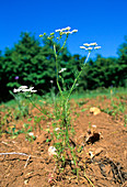 Carrot weed (Bifora testiculata)