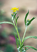 Laxflower (Baileya pauciradiata)