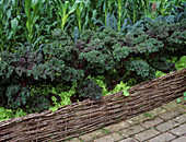 Kale plants (Brassica 'redbor')