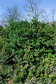 Common box (Buxus sempervirens)