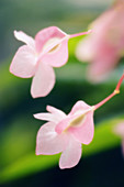 Begonia flowers (Begonia sp.)