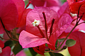 Bougainvillea flowers (Bougainvillea sp.)