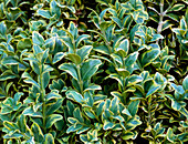 Buxus sempervirens 'Marginata'