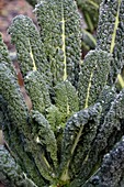 Black kale (Brassica 'Nero De Toscana')
