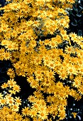 Brachyglottis flowers