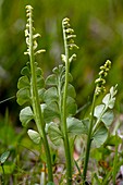 Common moonwort (Botrychium lunaria)