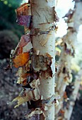 River birch (Betula nigra)