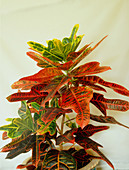 Croton foliage