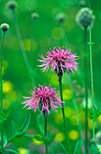 Greater Knapweed