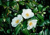 Camellia japonica FRANCIS HANGER