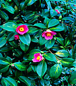 Camellia x williamsii Golden Spangles
