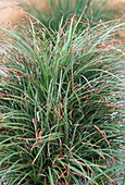 Carex siderosticha SILVER SCEPTRE
