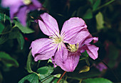 Clematis jackmanni PRINCE CHARLES