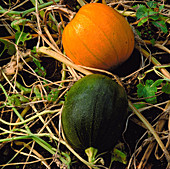 Cucurbita Pumpkin