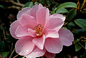 Camellia x williamsii Donation