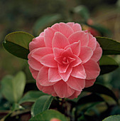 Camellia L'AVENIRE
