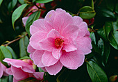 Camellia williamsii DONATION