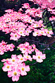 Pink dogwood (Cornus florida)