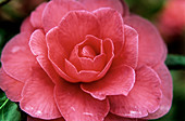Camellia (Camellia japonica 'C.M. Hovey')