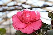 Camellia (Camellia japonica 'Lapace')