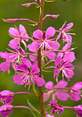 Rosebay willowherb