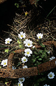 Arctic mouse-ear (Cerastium arcticum)