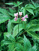 Showy toothwort (Cardamine pentaphylla)