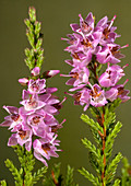 Ling (Calluna vulgaris)