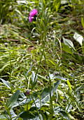 Thistle (Carduus glauca)