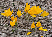 Mountain crocus (Crocus olivieri)