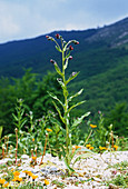 Cynoglossum montanum