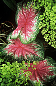 Caladium bicolour 'Rosebud'