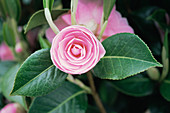 Camellia x williamsii 'E G Waterhouse'