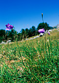 Bellflowers (Campanula scheuchzeri)