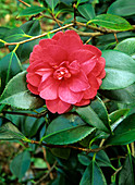Camellia flower (Camellia japonica)