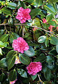 Camellia japonica 'General George Patton'