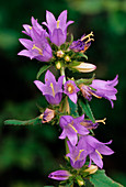 Bellflowers (Campanula trachelium)