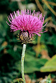 Thistle (Carduus carlinaefolius)