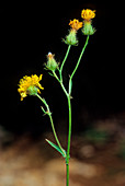 Bristly hawksbeard (Crepis setosa)