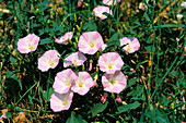 Field bindweed (Convolvulus arvensis)