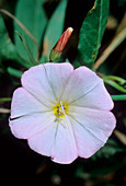 Field bindweed (Convolvulus arvensis)