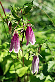 Bellflowers (Campanula sarmatica)