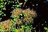 Traveller's joy (Clematis vitalba)