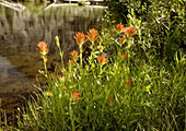 Castilleja miniata