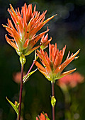 Castilleja miniata