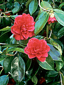 Camellia japonica 'Paths of Glory'